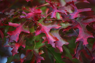 Illustration for article titled Shooting Challenge Fall Leaves Gallery 7